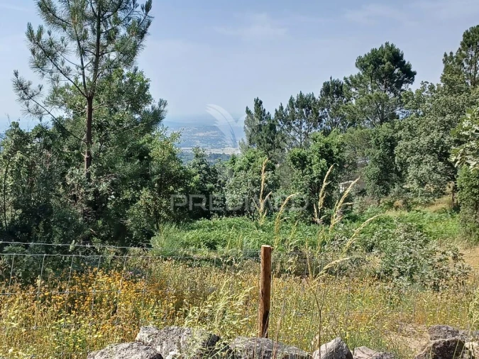 Terreno para Venda em Ribeira de Nisa e Carreiras Foto 2
