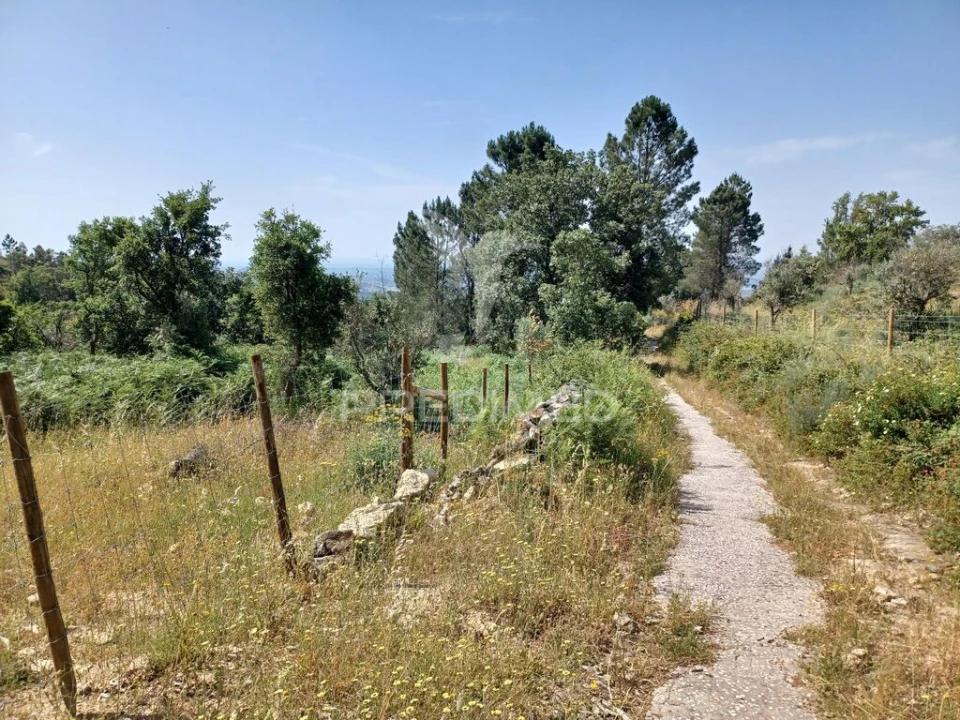Terreno para Venda em Ribeira de Nisa e Carreiras Foto 3