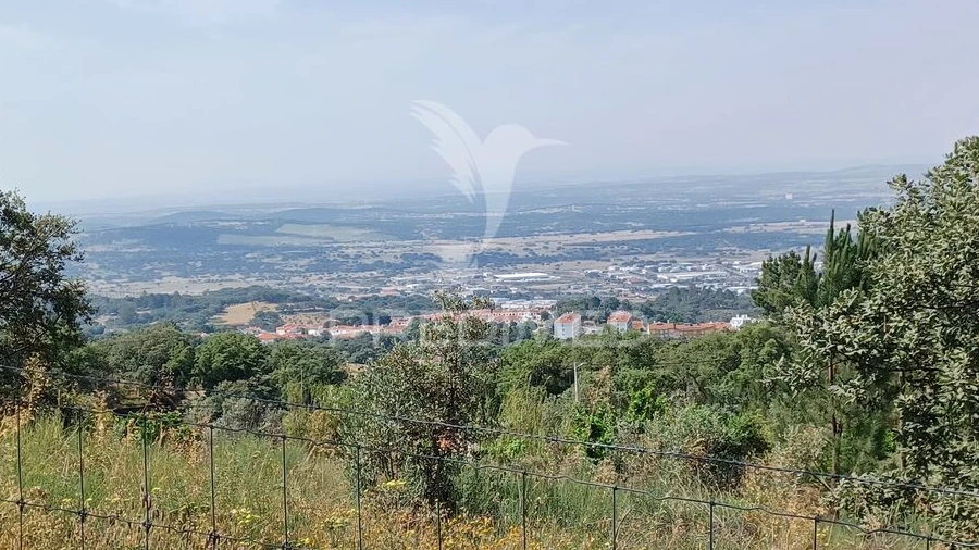 Terreno para Venda em Ribeira de Nisa e Carreiras