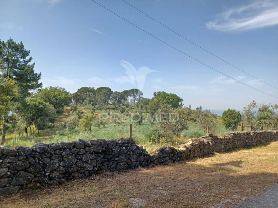 Terreno para Venda em Ribeira de Nisa e Carreiras Foto 2