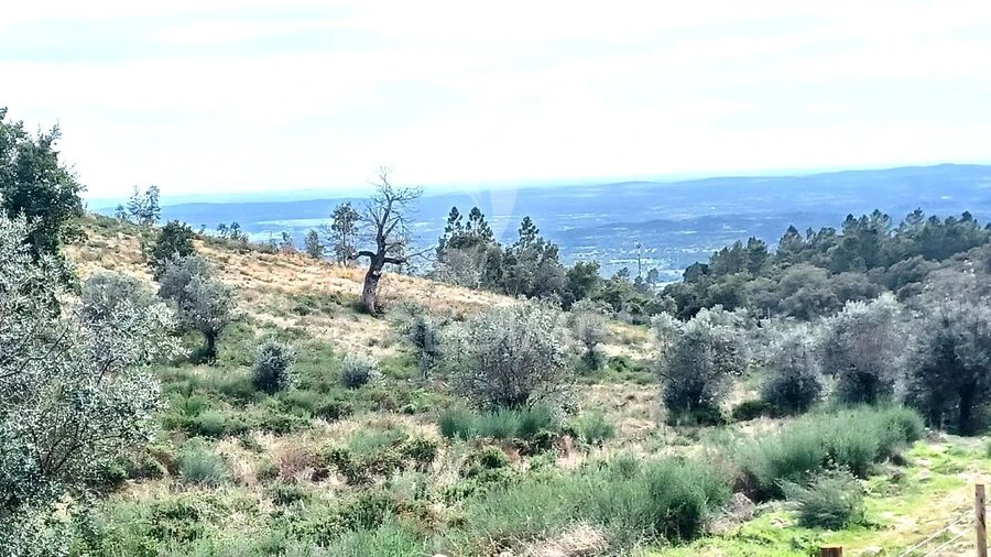 Terreno para Venda em Ribeira de Nisa e Carreiras