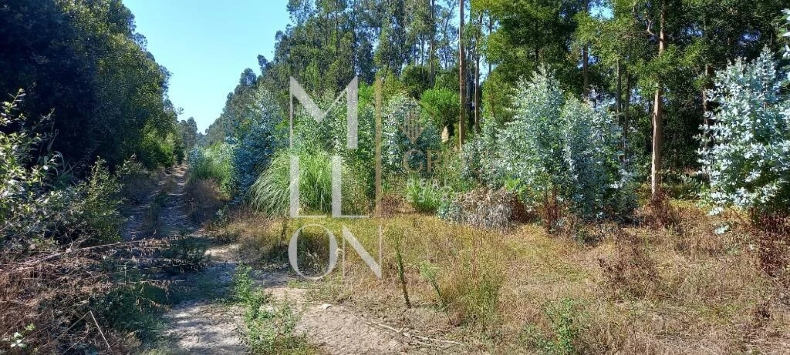 Terreno para Venda em Vagos e Santo António Foto 1