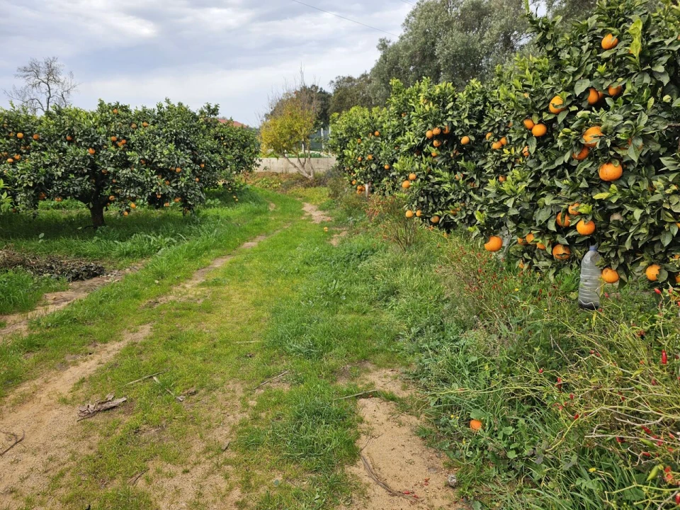 Terreno para Venda em Algoz e Tunes Foto 1