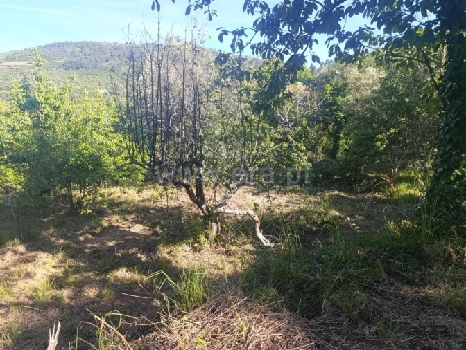 Terreno para Venda em Alcongosta Foto 4
