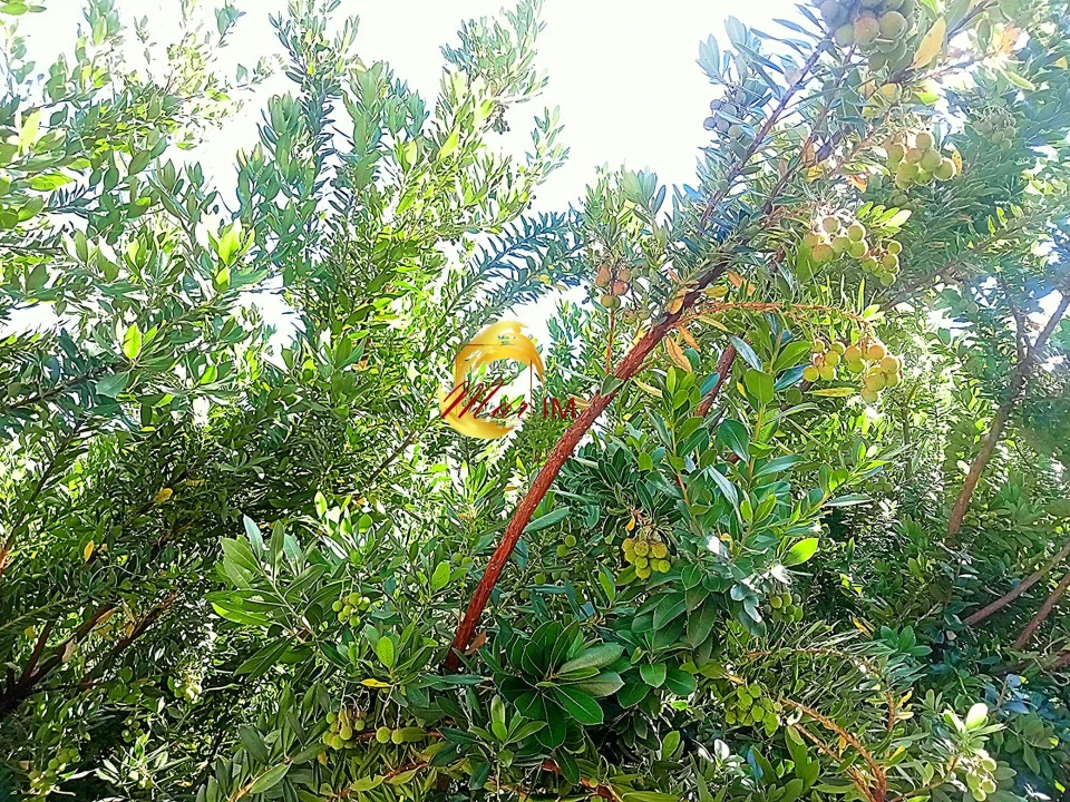 Terreno Agricola ou Rústico para Venda em Azinhal Foto 11