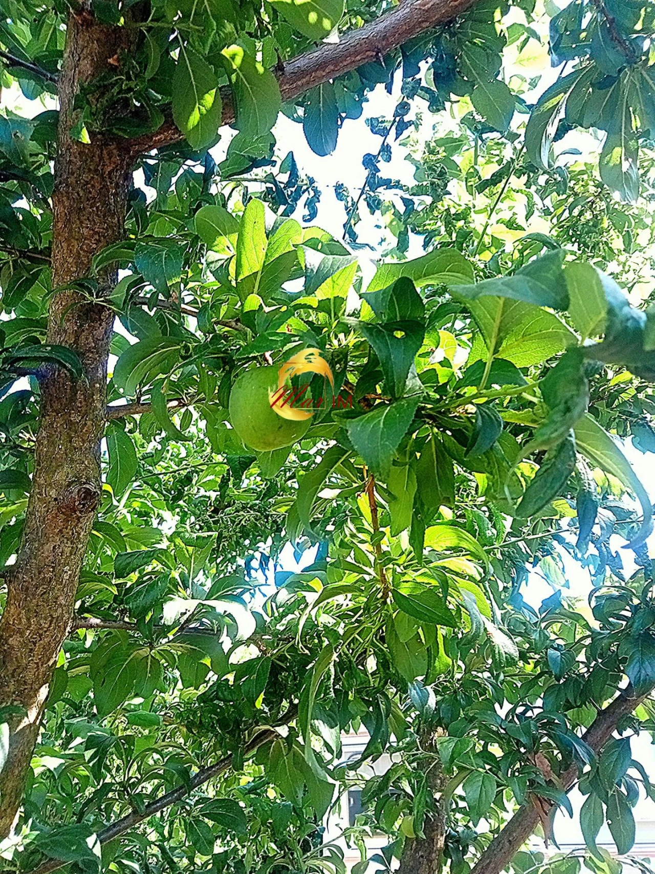 Terreno Agricola ou Rústico para Venda em Azinhal Foto 18