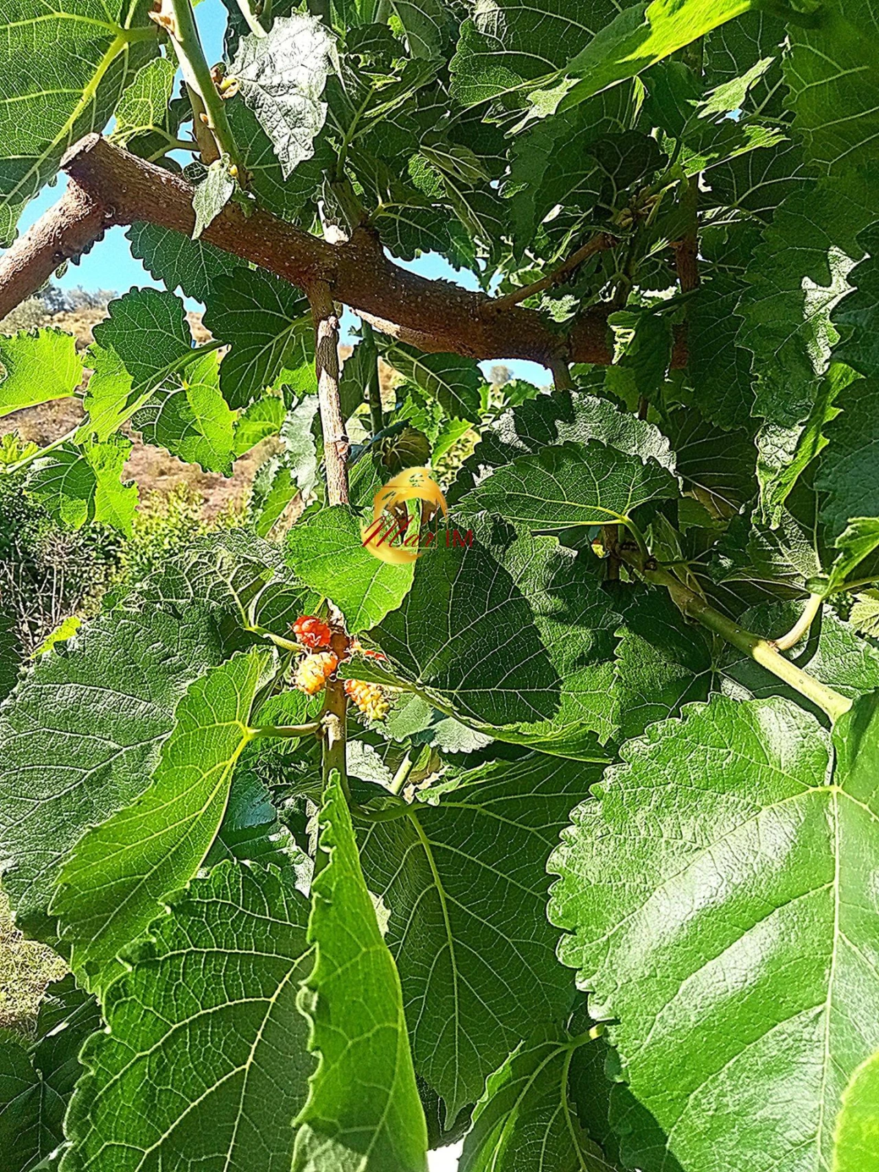 Terreno Agricola ou Rústico para Venda em Azinhal Foto 19
