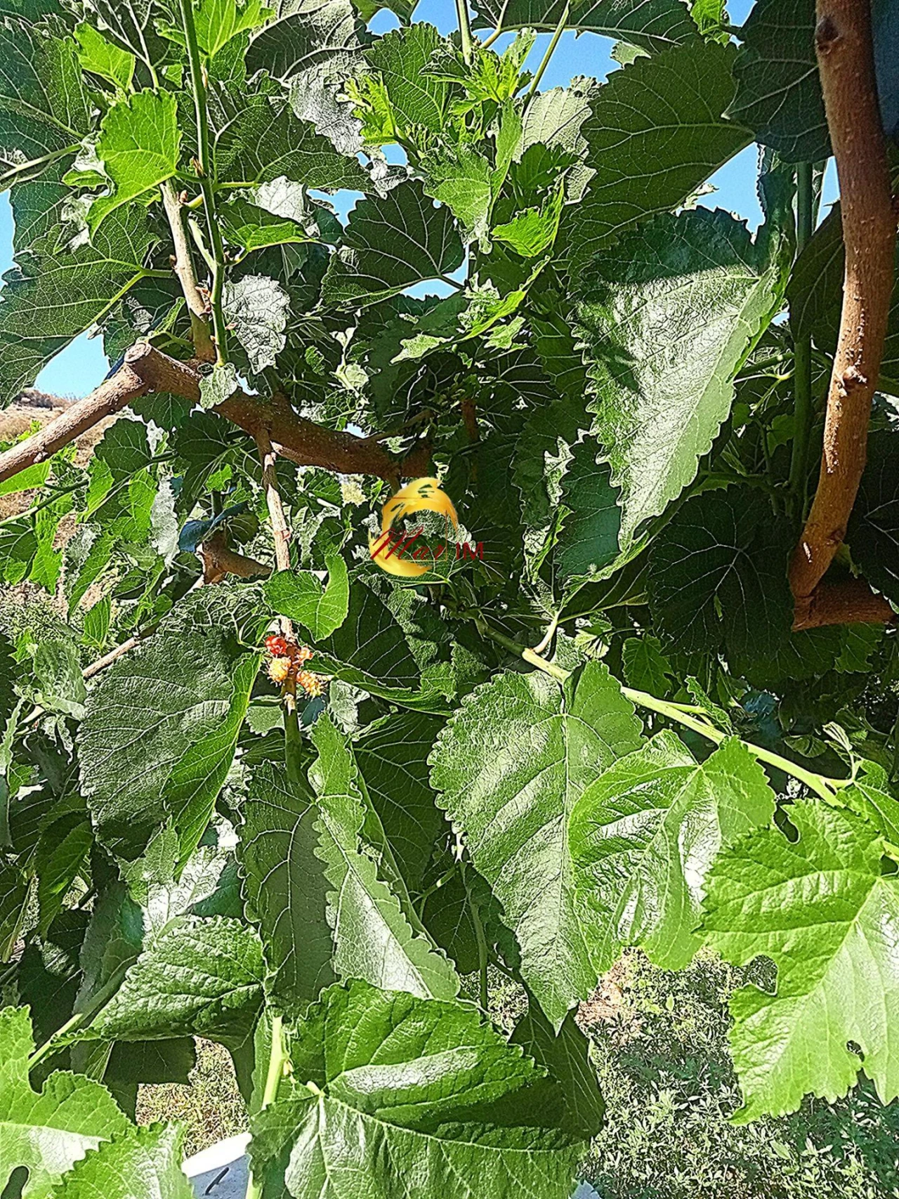 Terreno Agricola ou Rústico para Venda em Azinhal Foto 20