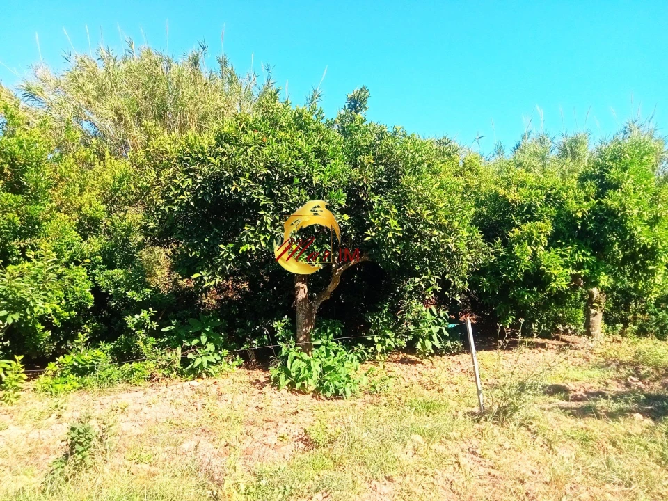 Terreno Agricola ou Rústico para Venda em Azinhal Foto 22