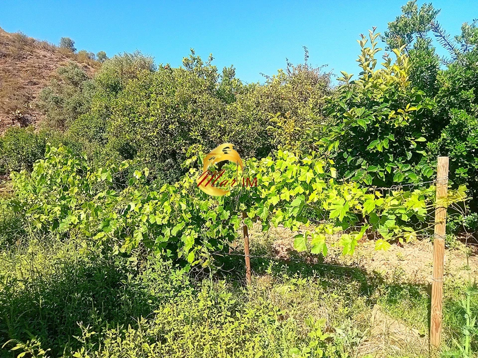 Terreno Agricola ou Rústico para Venda em Azinhal Foto 23