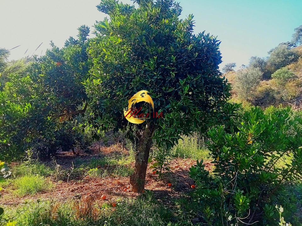Terreno Agricola ou Rústico para Venda em Azinhal Foto 24