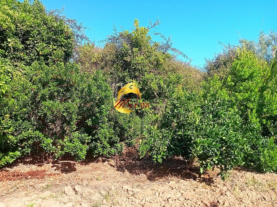 Terreno Agricola ou Rústico para Venda em Azinhal Foto 26