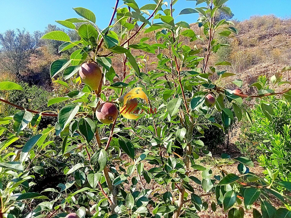 Terreno Agricola ou Rústico para Venda em Azinhal Foto 27
