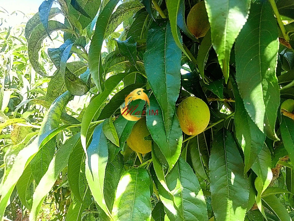Terreno Agricola ou Rústico para Venda em Azinhal Foto 28