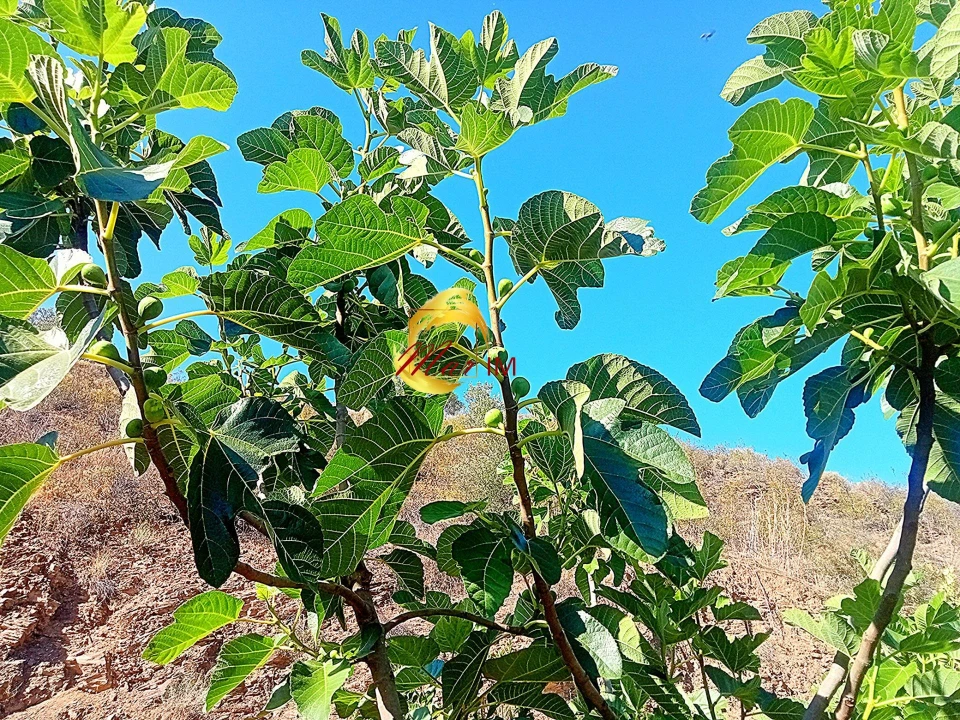 Terreno Agricola ou Rústico para Venda em Azinhal Foto 29
