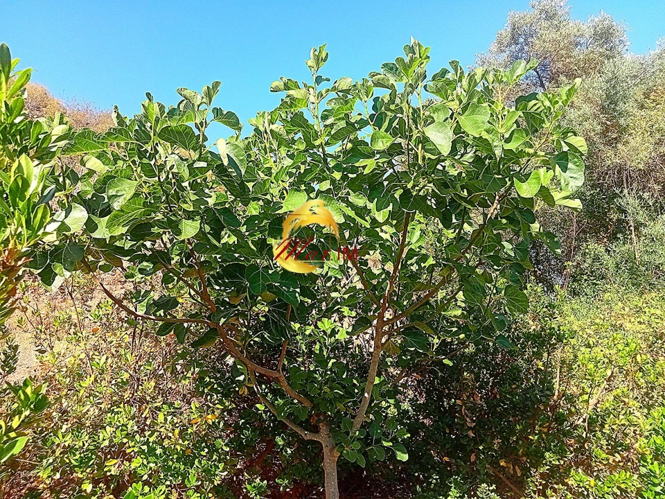 Terreno Agricola ou Rústico para Venda em Azinhal Foto 30