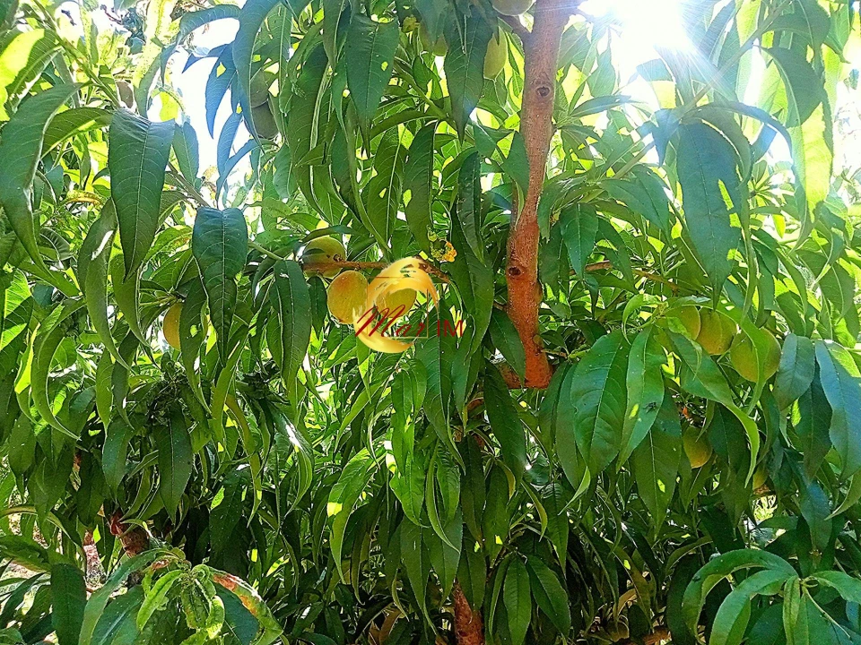 Terreno Agricola ou Rústico para Venda em Azinhal Foto 31