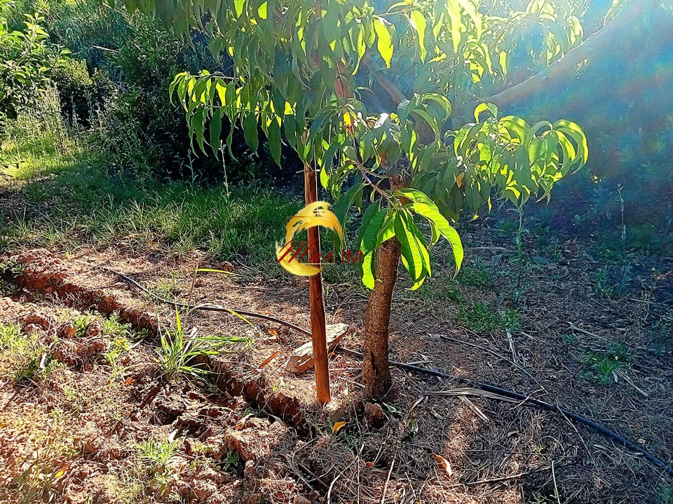 Terreno Agricola ou Rústico para Venda em Azinhal Foto 32