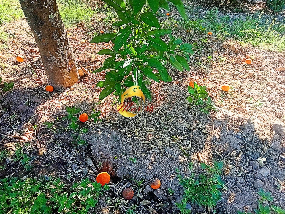 Terreno Agricola ou Rústico para Venda em Azinhal Foto 33
