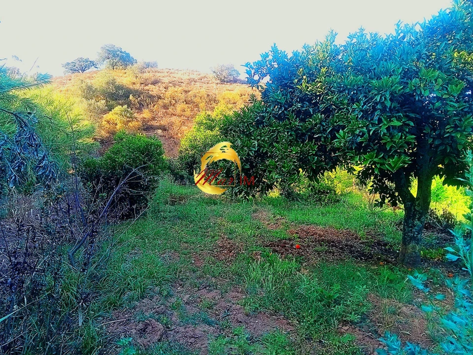 Terreno Agricola ou Rústico para Venda em Azinhal Foto 34