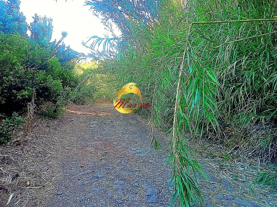 Terreno Agricola ou Rústico para Venda em Azinhal Foto 35