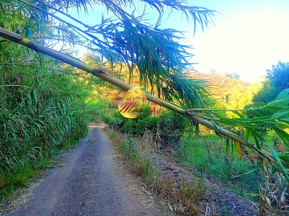 Terreno Agricola ou Rústico para Venda em Azinhal Foto 36