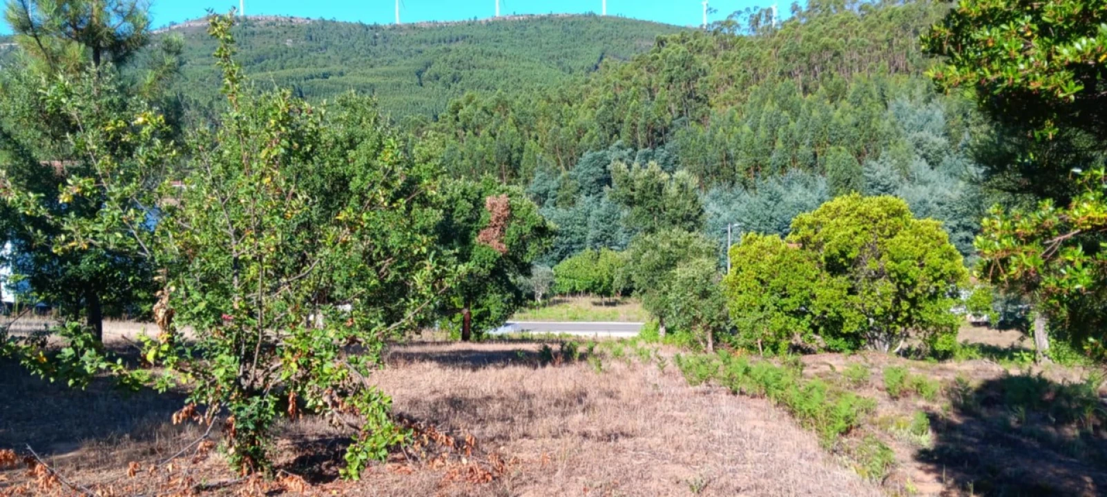 Terreno Agricola ou Rústico para Venda em Amendoa Foto 4