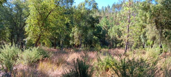 Terreno Agricola ou Rústico para Venda em Amendoa