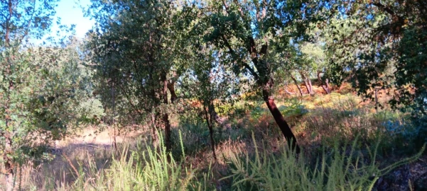 Terreno Agricola ou Rústico para Venda em Amendoa
