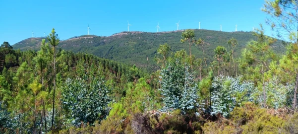 Terreno Agricola ou Rústico para Venda em Amendoa