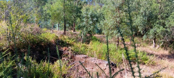 Terreno Agricola ou Rústico para Venda em Amendoa