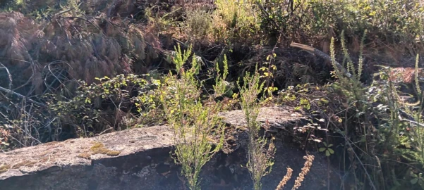 Terreno Agricola ou Rústico para Venda em Amendoa