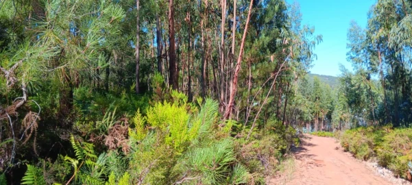 Terreno Agricola ou Rústico para Venda em Amendoa