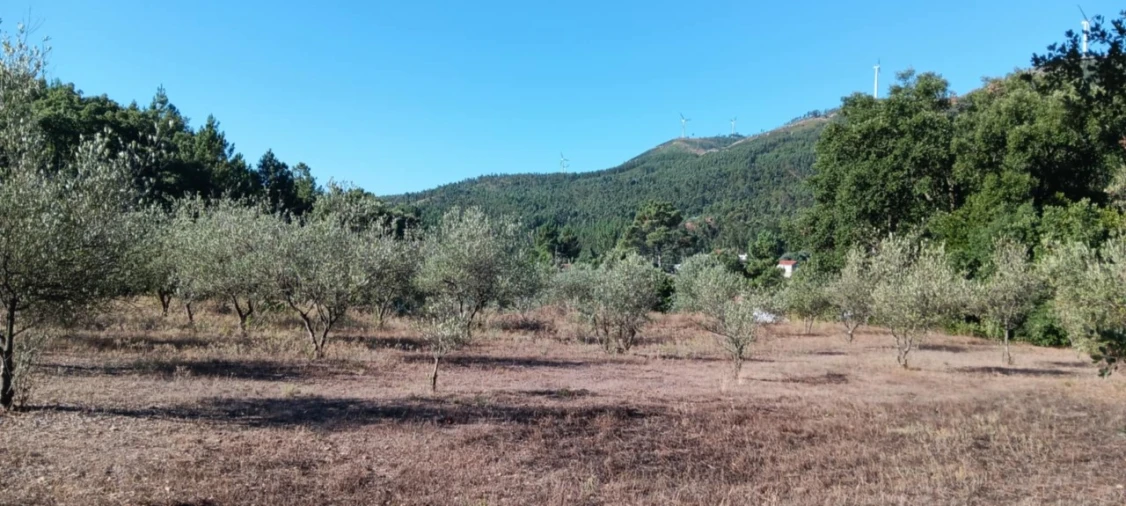 Terreno Agricola ou Rústico para Venda em Amendoa
