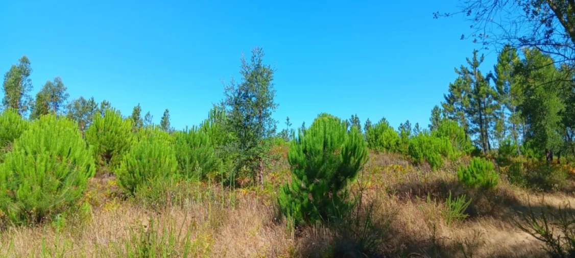Terreno Agricola ou Rústico para Venda em Amendoa Foto 7