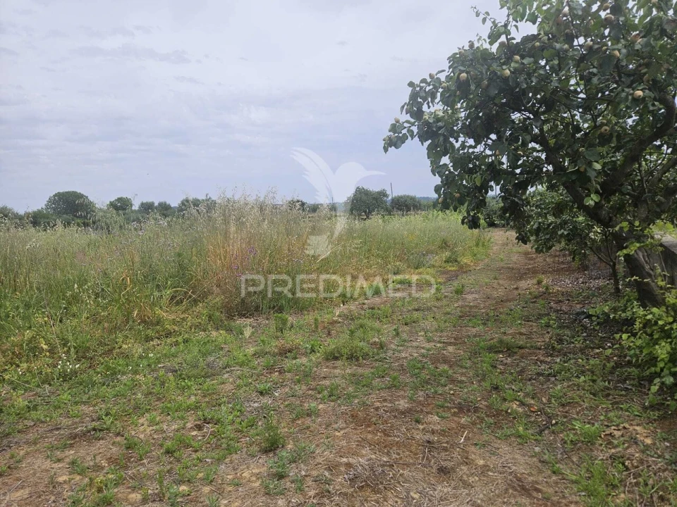 Terreno para Venda em São João Baptista e Santa Maria dos Olivais Foto 19