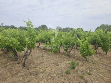 Terreno para Venda em São João Baptista e Santa Maria dos Olivais