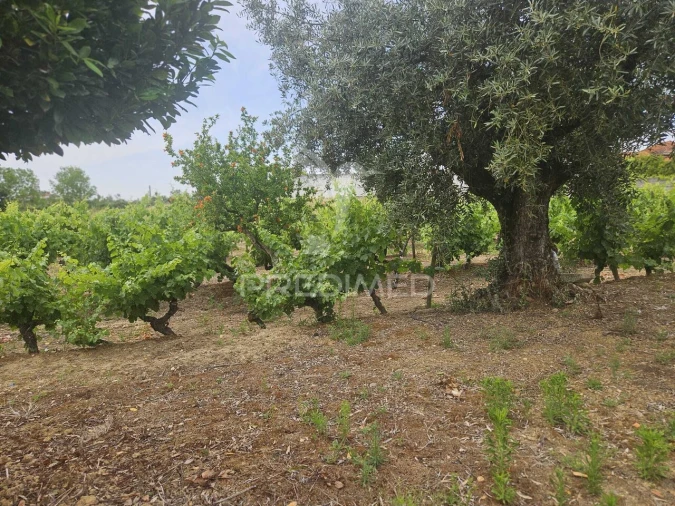 Terreno para Venda em São João Baptista e Santa Maria dos Olivais Foto 8