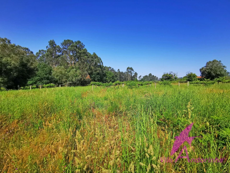 Terreno para Venda em Alvarães Foto 1
