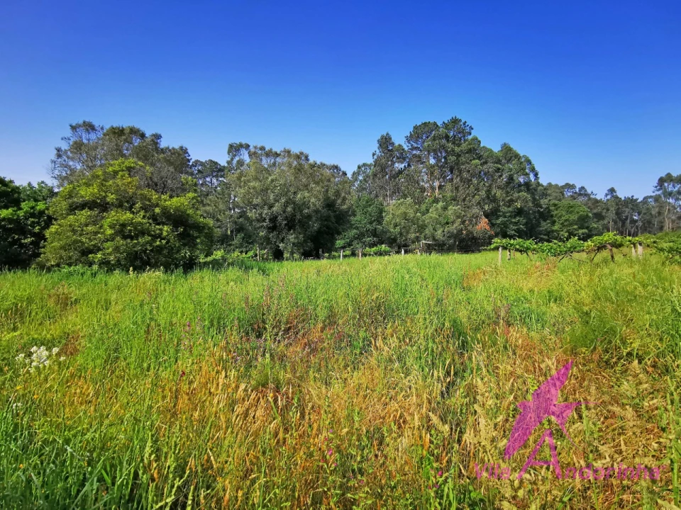 Terreno para Venda em Alvarães Foto 4