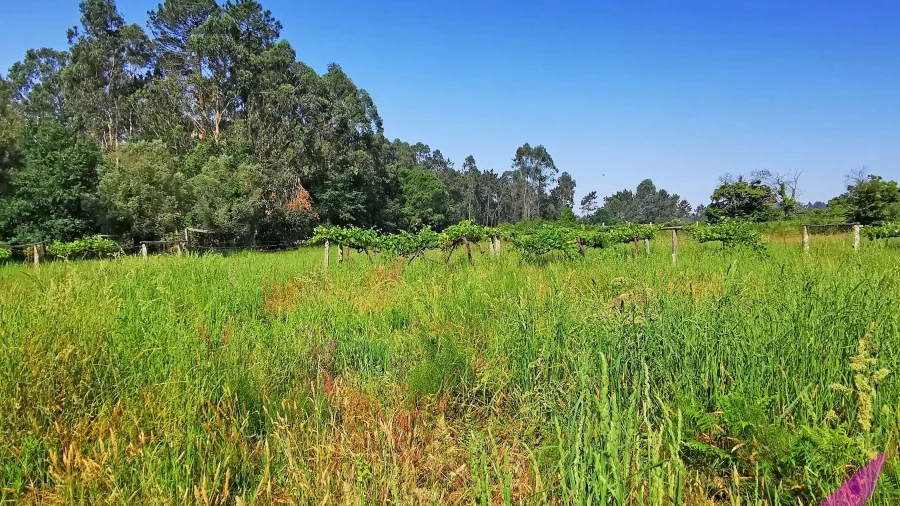 Terreno para Venda em Mazarefes e Vila Fria