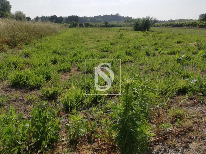 Terreno para Venda em Oiã Foto 3