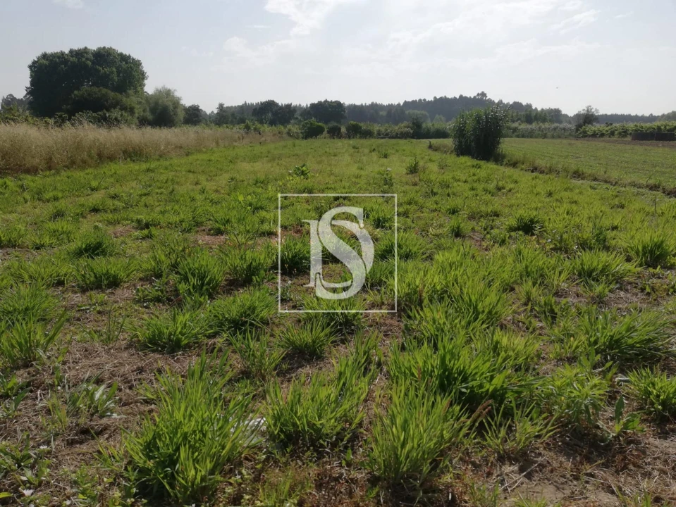Terreno para Venda em Oiã Foto 1