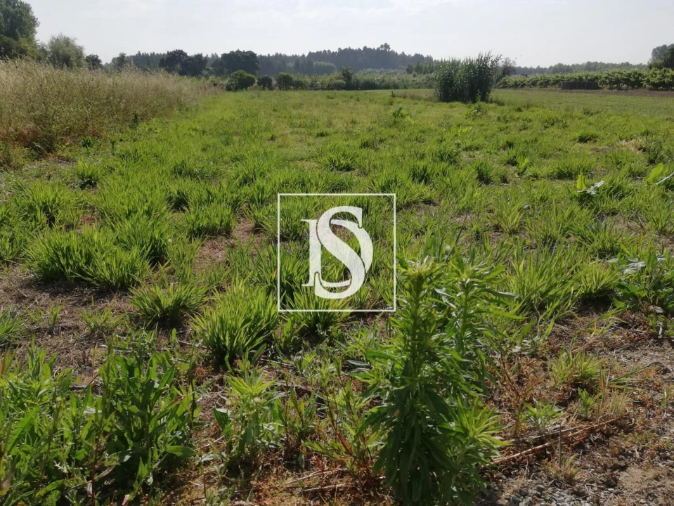 Terreno para Venda em Oiã Foto 4
