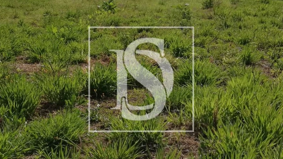 Terreno para Venda em Oiã