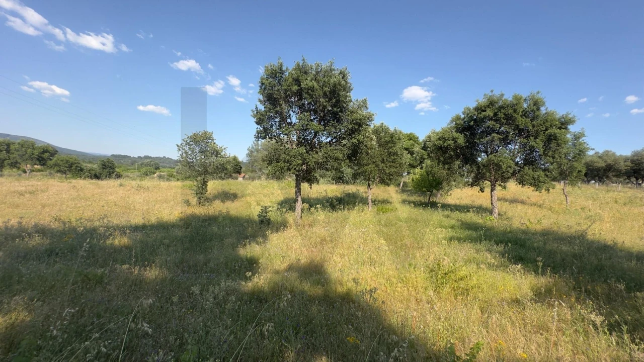 Terreno para Venda em Penamacor Foto 14