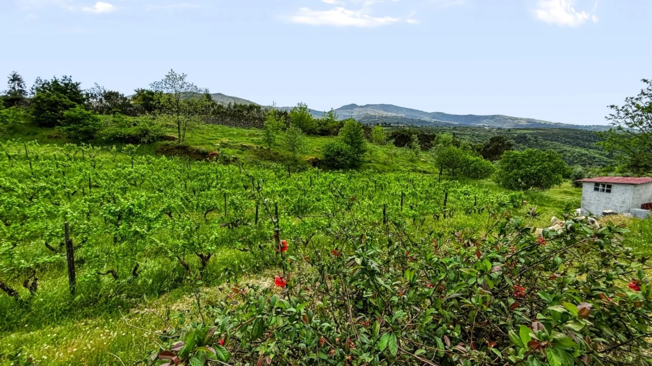 Terreno para Venda em Figueiró da Serra e Freixo da Serra Foto 28
