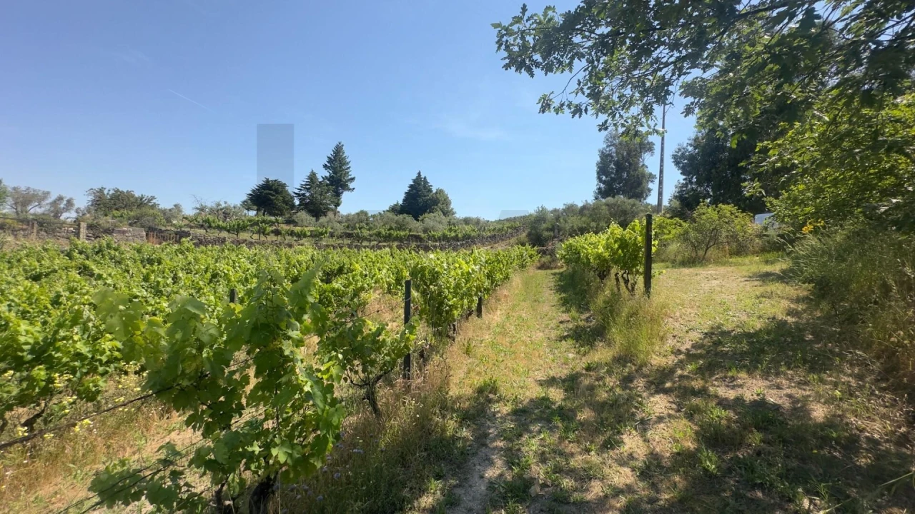 Terreno para Venda em Figueiró da Serra e Freixo da Serra Foto 10