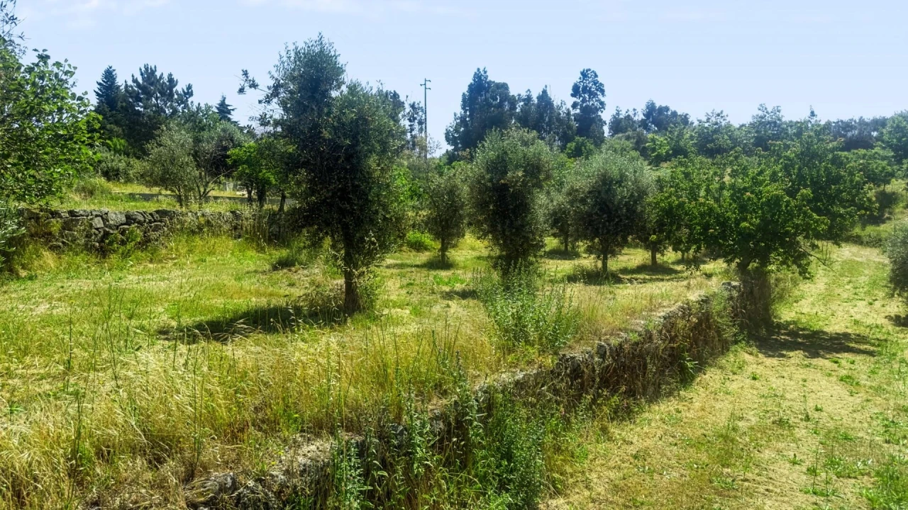 Terreno para Venda em Figueiró da Serra e Freixo da Serra Foto 34