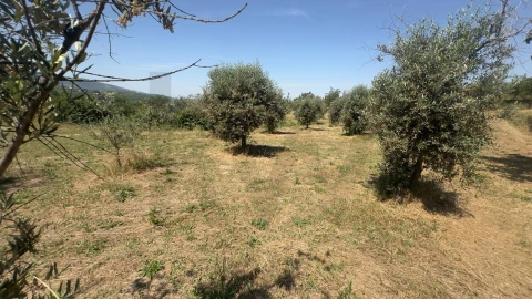Terreno para Venda em Figueiró da Serra e Freixo da Serra